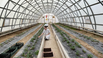 Фотография к новости: Қызылордада лимон ағашы өсірілуде