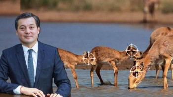 Фотография к новости: Киіктер жаппай атыла ма? - Министр жауап берді