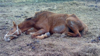 Фотография к новости: Қазақ жылқысында өмірі болмаған аурулар пайда бола бастады