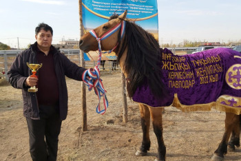 Фотография к новости: Павлодарда жылқы көрмесі өтті