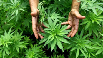 Фотография к новости: Қарасора-2022. 4 айда 9,2 тонна есірткі тәркіленді