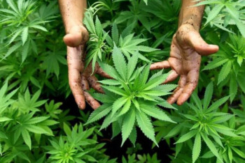 Фотография к новости: Қарасора-2022. 4 айда 9,2 тонна есірткі тәркіленді