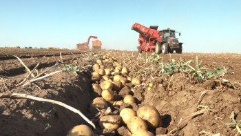 Фотография к новости: Павлодарлық шаруалар ішкі нарықты сапалы көкөніспен қамтиды
