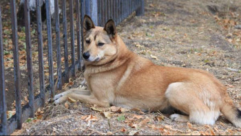 Фотография к новости: Қостанай қаңғыбас иттерден қашан құтылады