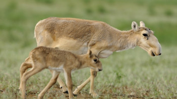 Фотография к новости: Фермерлерді де түсінуге болады. Министр киік санына қатысты пікір айтты