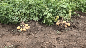 Фотография к новости: Павлодарлық шаруалар картоп өнімділігі бойынша рекорд орнатты