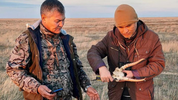 Фотография к новости: Киік популяциясын сақтау. Германия тәжірибесі