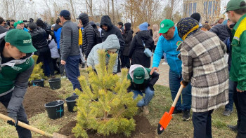 Фотография к новости: Ақтөбелік жастар 2 мыңнан астам көшет екті