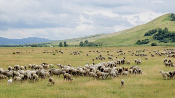 Фотография к новости: Мәжілісте жайылымды жақсартуға қатысты заң қаралып жатыр