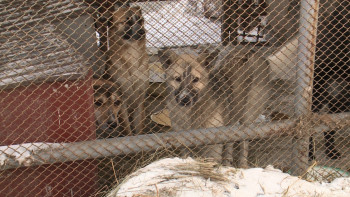 Фотография к новости: Павлодарда жануарларға арналған әлеуметтік орталық ашылады