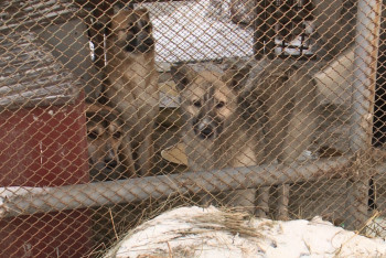 Фотография к новости: Павлодарда жануарларға арналған әлеуметтік орталық ашылады
