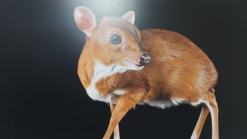 Фотография к новости: Астанада жануарларды суретке түсіретін әлемге танымал фотографтың көрмесі ашылды