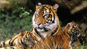 Фотография к новости: Елімізге Амур жолбарысы әкелінеді