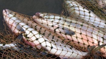 Фотография к новости: Халық балық жемейді. 3 жылда балық сату азаюы мүмкін - министр