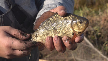 Фотография к новости: Су айдындарына 200 мыңнан астам тұқы майшабағы жіберілді
