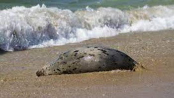 Фотография к новости: Министр Каспий теңізіндегі итбалықтардың неден қырылғанын айтты