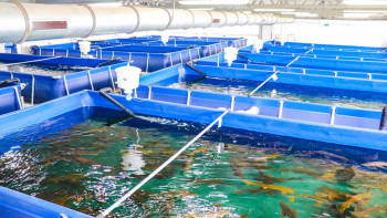 Фотография к новости: Брекешев балық шаруашылығы 2030 жылы қандай болатынын айтты