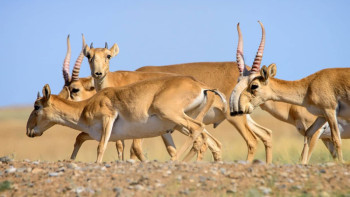 Фотография к новости: Киік мәселесі бойынша әлі шешім қабылданбады - Брекешев