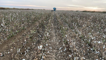 Фотография к новости: Түркістандық шаруалар «Мақта туралы заң» қабылданғанын күтеді