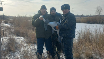 Фотография к новости: Павлодарлық орманшылар қыстап қалған жалғыз аққуды құтқарып қалды