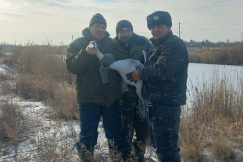 Павлодарлық орманшылар қыстап қалған жалғыз аққуды құтқарып қалды
