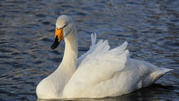 Фотография к новости: Павлодарлық орманшылар тағы бір аққуды құтқарып қалды