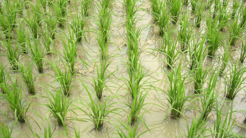 Фотография к новости: Су тапшылығын азайту үшін ылғалды дақылдарды қысқарттық – министр