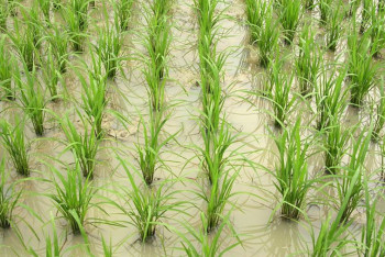 Фотография к новости: Су тапшылығын азайту үшін ылғалды дақылдарды қысқарттық – министр