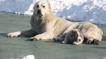 Фотография к новости: Мәжілісте қазақы иттерге қатысты заң мақұлданды