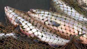 Фотография к новости: Балық шаруашылығы: 10 айда 16 мың тонна балық экспортталған