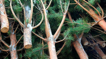 Фотография к новости: Шыршаны рұқсатсыз кескендерге 500 мың теңгеге жуық айыппұл салынады - ІІМ