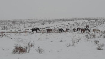 Фотография к новости: Қыс қаһарлы. АШМ-ның не ойлағаны бар?