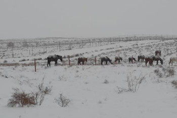 Қыс қаһарлы. АШМ-ның не ойлағаны бар?