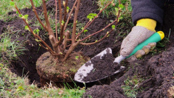 Фотография к новости: Орман алқаптарын көгалдандыру үшін 2 млрд ағаш отырғызылады