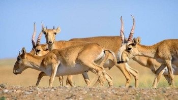 Фотография к новости: Заң күшейтілгеніне қарамастан ақбөкендерді ату дерегі тоқтамай тұр