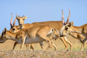 Фотография к новости: Заң күшейтілгеніне қарамастан ақбөкендерді ату дерегі тоқтамай тұр