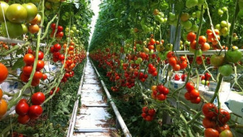 Фотография к новости: Депутат жылыжай шаруашылығын мемлекеттік қолдауды күшейтуге шақырды