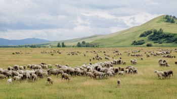 Фотография к новости: Үкімет Қазақтың ұланғайыр даласында мал өсіретін жер жоғын айтты