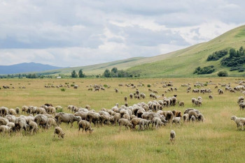 Фотография к новости: Үкімет Қазақтың ұланғайыр даласында мал өсіретін жер жоғын айтты