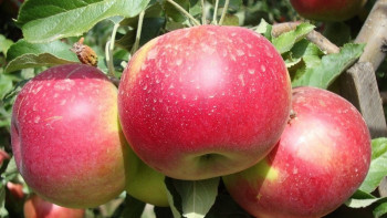 Фотография к новости: Келісі 100-150 теңге. Депутат алма экспортына жағдай жасауды ұсынды