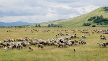 Фотография к новости: 5 млн гектар жайылым қайтарылды - АШМ