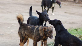 Фотография к новости: Ақмола облысында қаңғыбас ит-мысықтарды аулауға 96 млн теңге бөлінеді