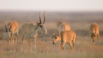 Фотография к новости: 250 млн теңге. Министрлік киіктер мәселесін шешудің баламалы жолын айтты