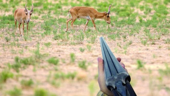 Фотография к новости: Киік мәселесі. Министрліктің басы қатты