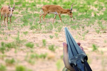 Фотография к новости: Киік мәселесі. Министрліктің басы қатты