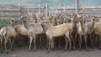 Фотография к новости: Шығыстaғы мaрaл сaны жетi мыңнaн aсты