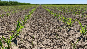 Фотография к новости: Шаруалар көкөніс егуді бастады