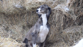 Фотография к новости: Тазының құны жылқымен тең