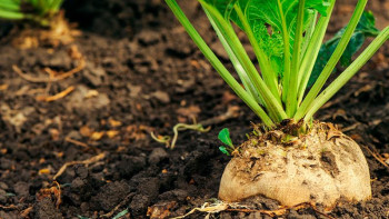 Фотография к новости: Қант қызылшасы алқабы 6,7 мың гектарға ұлғайтылады - министр