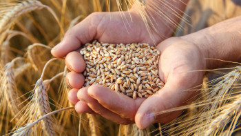 Фотография к новости: Депутат тұқым шаруашылығы саласындағы проблеманы көтерді